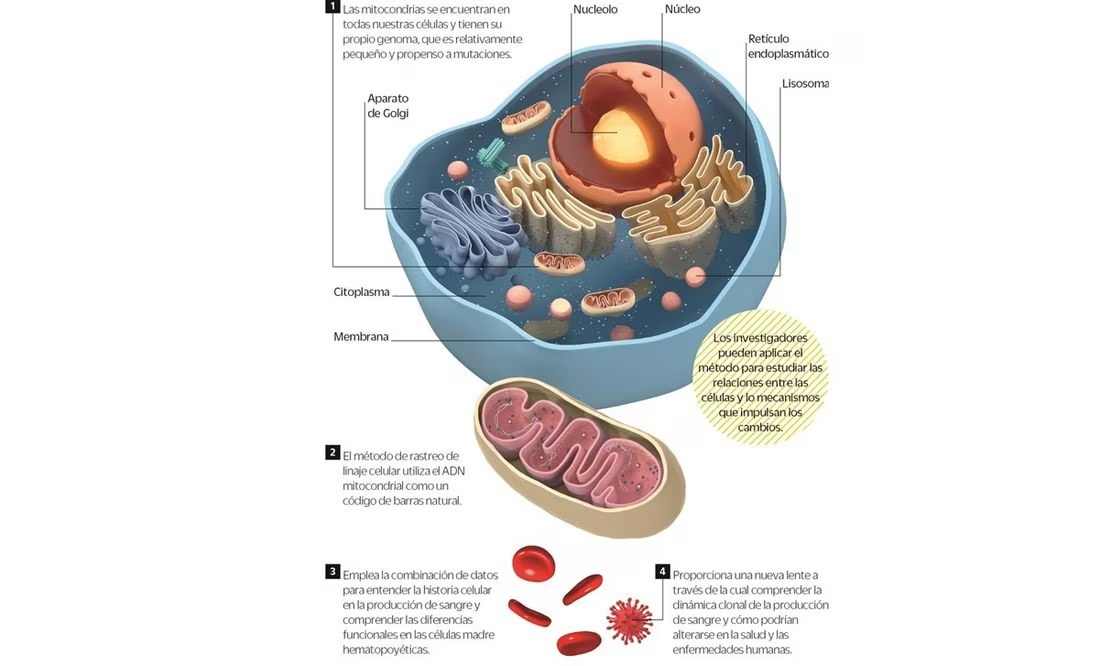 Sistema nervioso, clave para entender y tratar cáncer cerebral