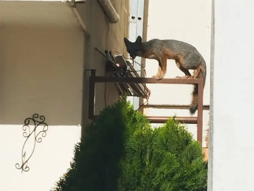 Primero osos en busca de comida, ahora zorros ‘visitan’ las calles de Nuevo León