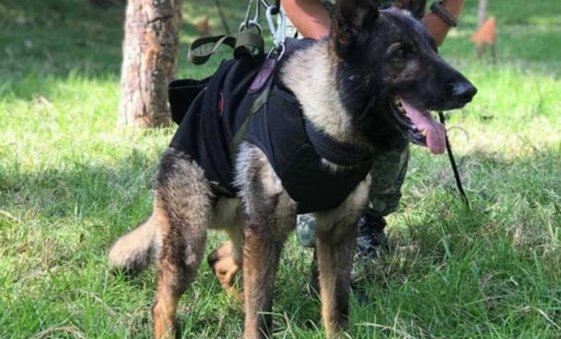 A un año de su muerte, Sedena recuerda a Proteo, binomio canino que falleció en Turquía tras terremoto