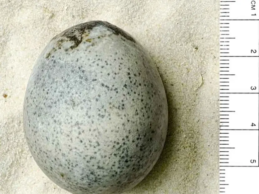 Descubren huevo de gallina de la antigua Roma; tiene su yema líquida y sus claras intactas