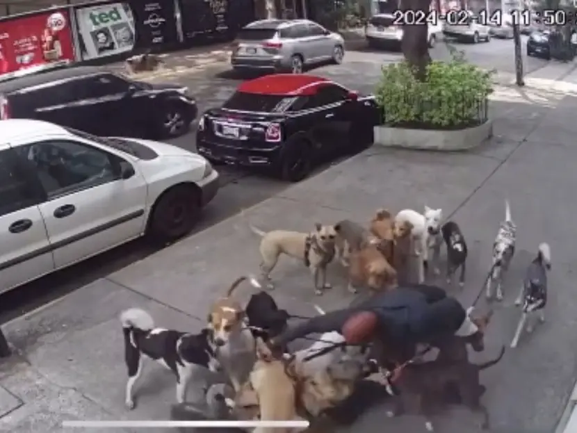 Video. Paseador de perros lleva mas de 20 y pelean