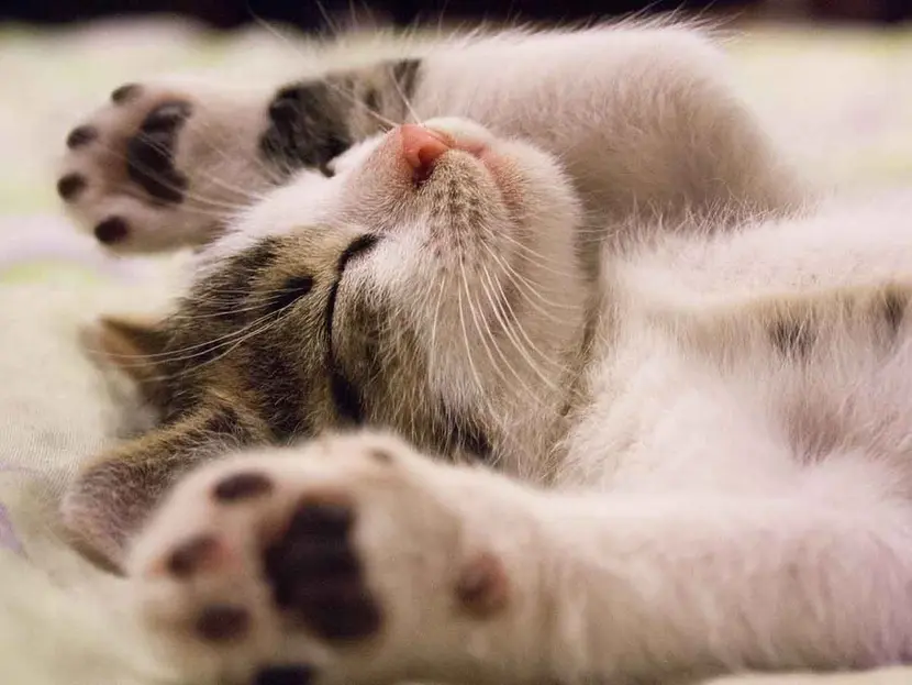 VIDEO. Gatito enternece en redes por ayudar a limpiar frijoles