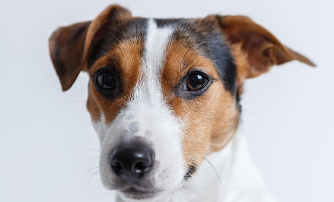 Descubre las razas de perro más lindas del mundo