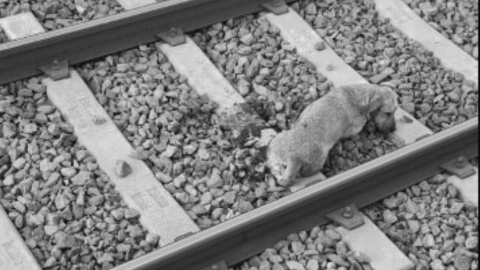 Metro aclara muerte de perro por tren de Línea 12; usuarios acusan a empleados por dejarlo morir