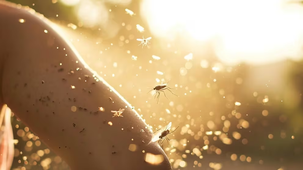 Seis plantas que actúan como repelentes naturales y ahuyentan a los mosquitos