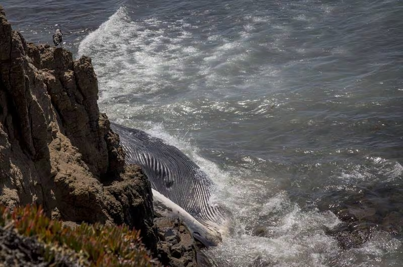 El mar se ‘traga’ a 7 militares en Baja California: ¿Qué les pasó?