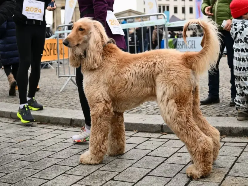 ¿Sabes qué dice tu perro cuando mueve la cola?