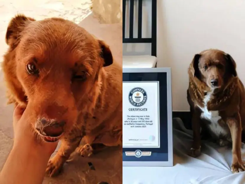 Le quitan a Bobi el récord Guinness al perro más viejo del mundo