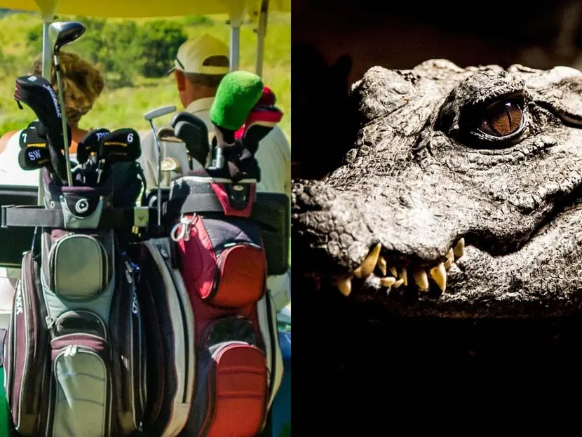 Caimán soltó mordida a hombre que viajaba en carrito de golf