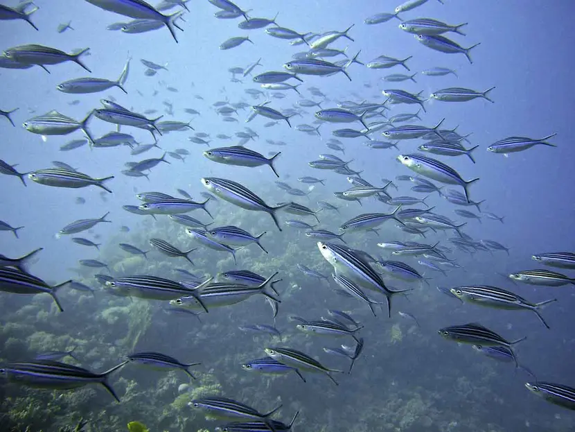 El cambio climático está acabando con los peces al afectar su alimentación