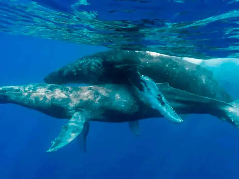Captan por primera vez a ballenas jorobadas apareándose y descubren que son dos machos
