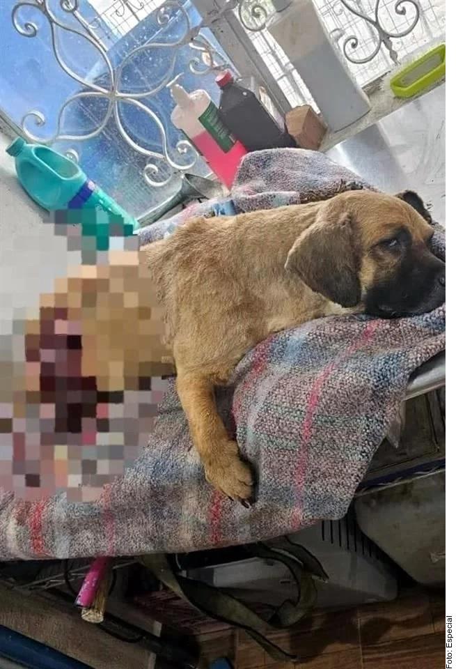 Mata menor a perro de un disparo en NL