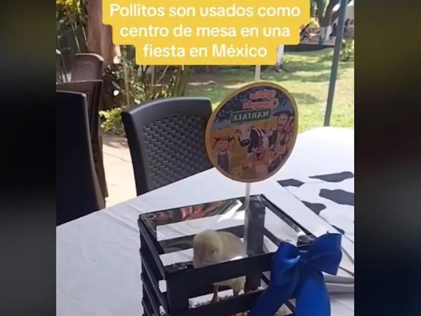 Molesta a internautas pollitos encerrados en centros de mesa