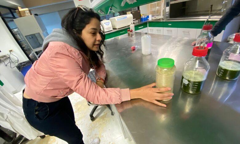 Logran aprovechar residuos de plantas