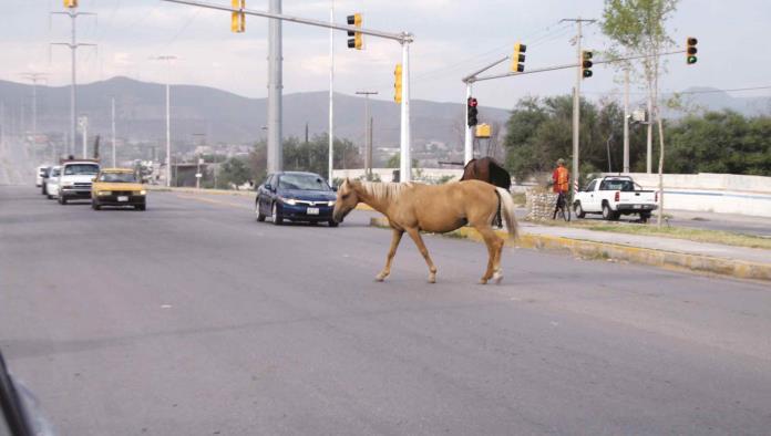 Advierten el riesgo de ganado en calles