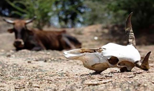 Alerta el Oro; mueren 150 cabezas de ganado