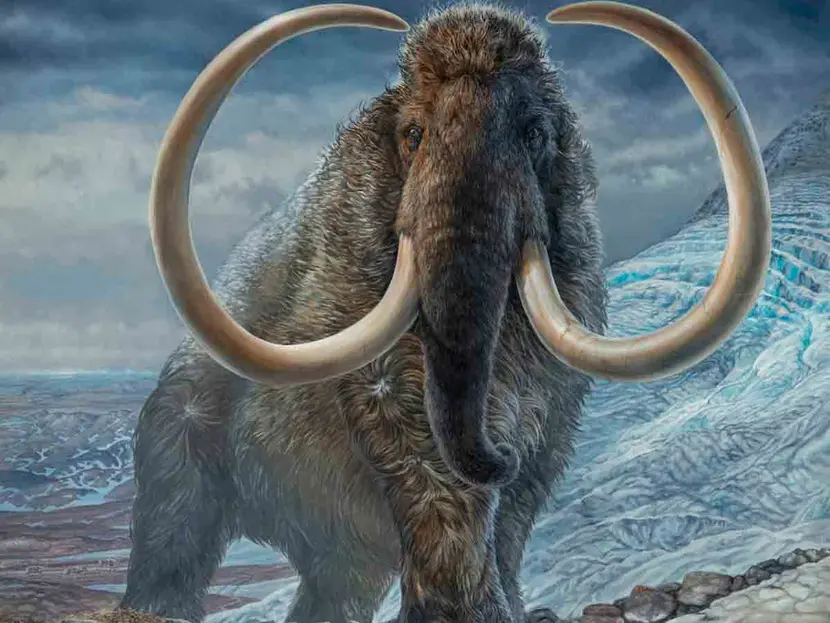 Científicos logran reprogramar células de elefante para ‘resucitar’ al mamut