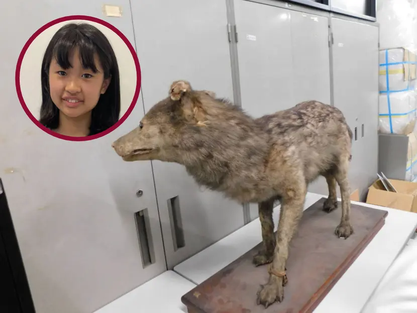 Niña descubre posible ejemplar del extinto lobo japonés; museo lo exhibía como un ‘perro’