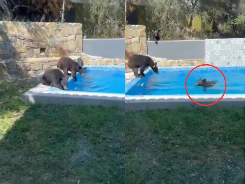 VIDEO: Una familia de osos se refresca en una alberca en Nuevo León ¡hasta se echaron un chapuzón!