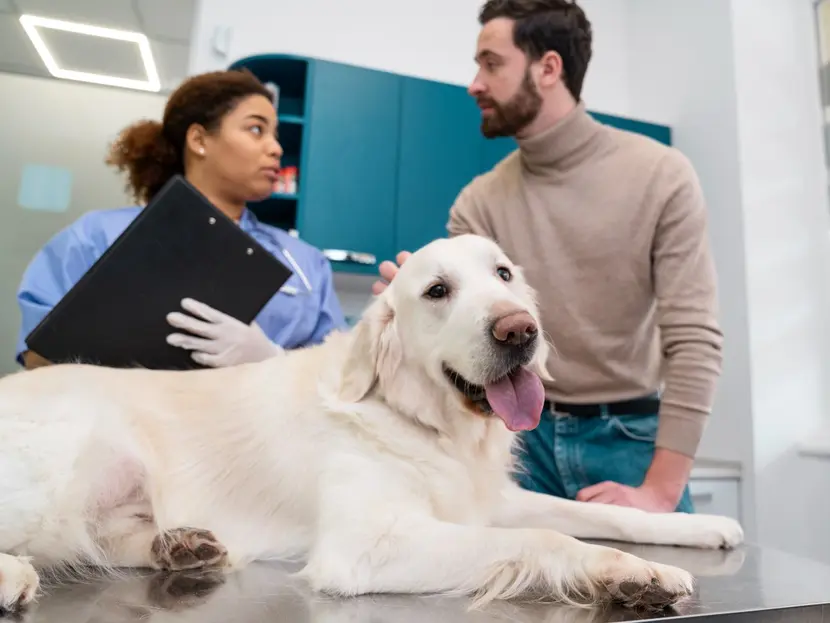 Esterilizar y castrar: ¿cuáles son las diferencias y beneficios en las mascotas?
