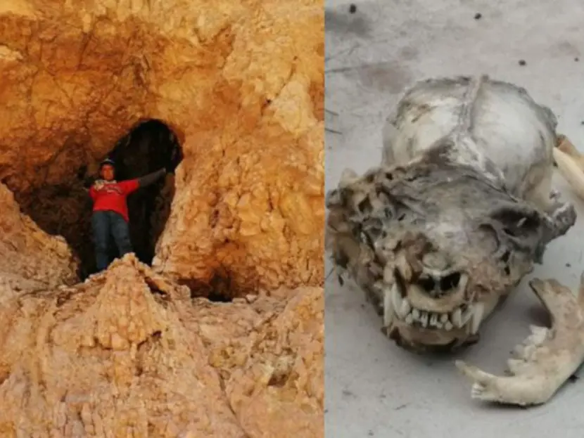¿Es un nahual? Hallan cráneo humanoide con colmillos en cueva de Coahuila