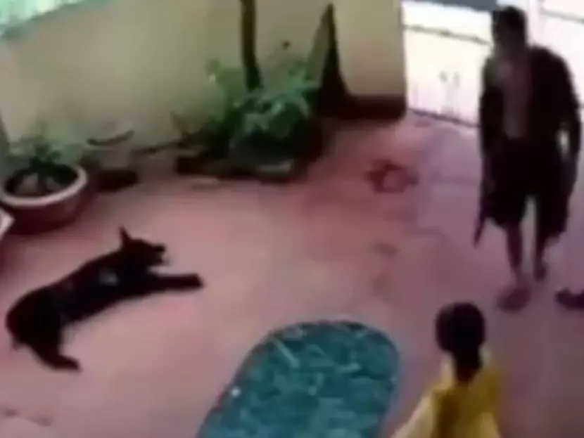 ¡Héroe! Perrito finge estar muerto y salva a una niña de ser secuestrada
