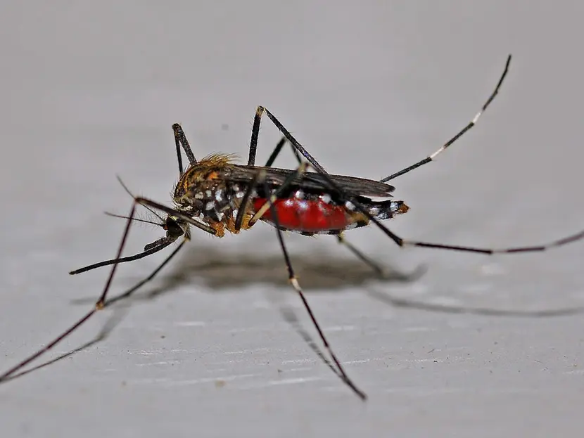 ¡Cuidado con los mosquitos hembra! Temporada, síntomas de Dengue y repelentes