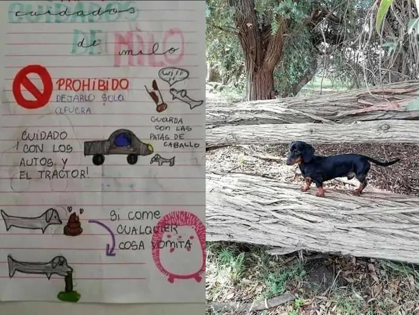 Se viraliza manual que deja niña a tía para cuidar a Milo, su perro salchicha