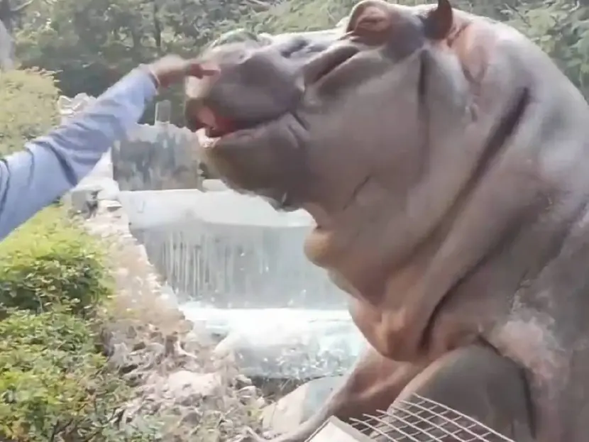 VIDEO: A pura cachetada guardia evita que gigante hipopótamo escape de zoológico