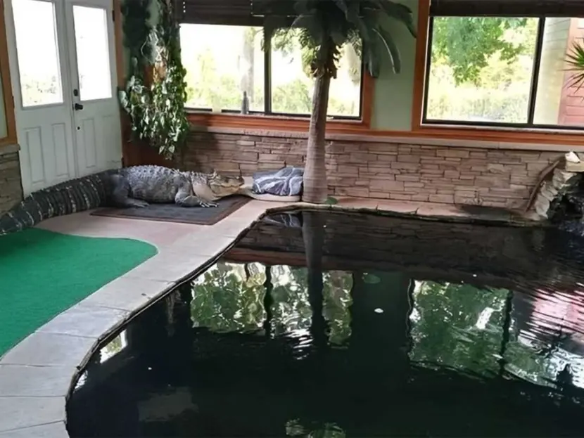 Confiscan un caimán gigante en una casa de Nueva York; convivía con niños… y sin seguridad