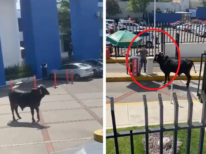 VIDEO: Toro se mete a escuela de La Salle en CDMX y ‘estallan’ reacciones en redes