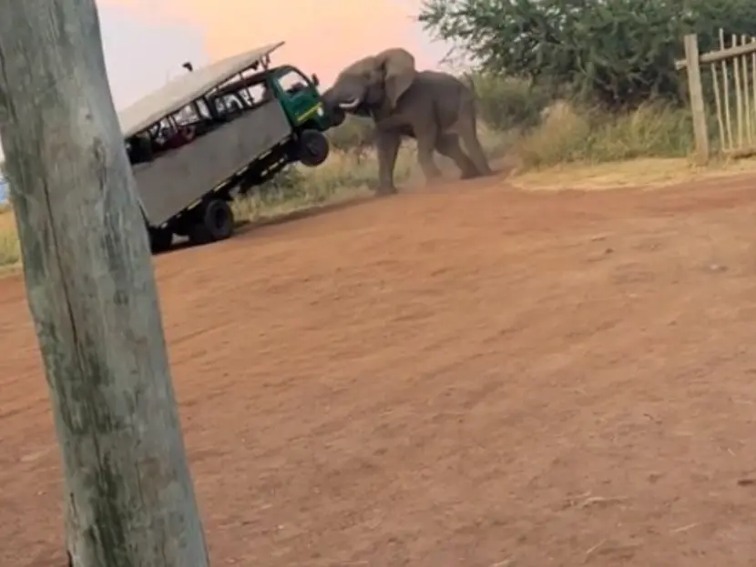 Video: Elefante ataca a pasajeros en camión de safari; casi los voltea