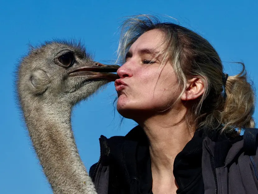 Los humanos contagiamos más virus a los animales que ellos a nosotros