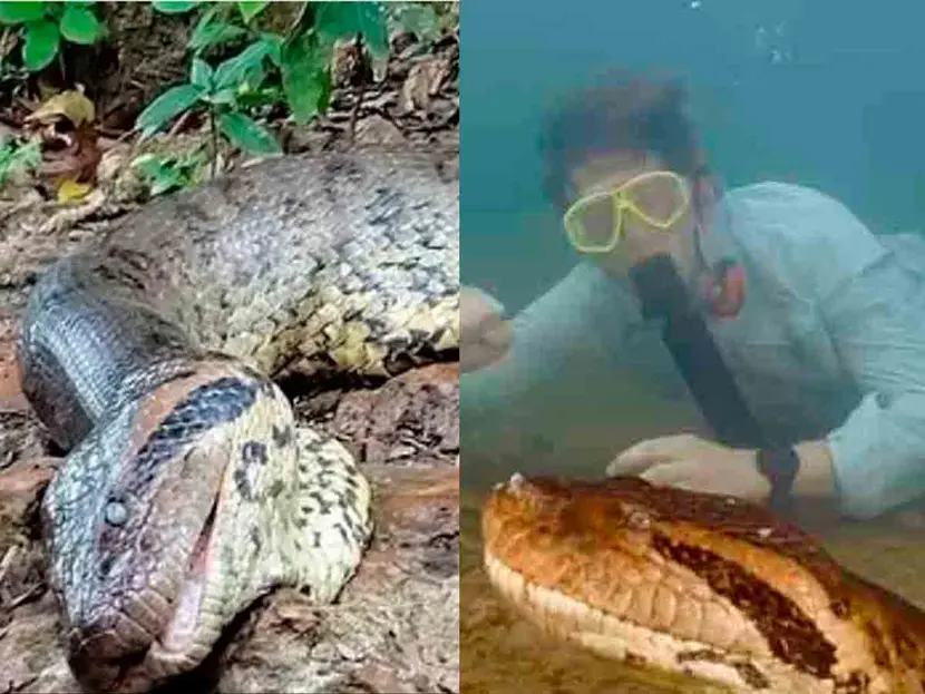 Cazadores matan a la anaconda más grande del mundo recién descubierta en el Amazonas