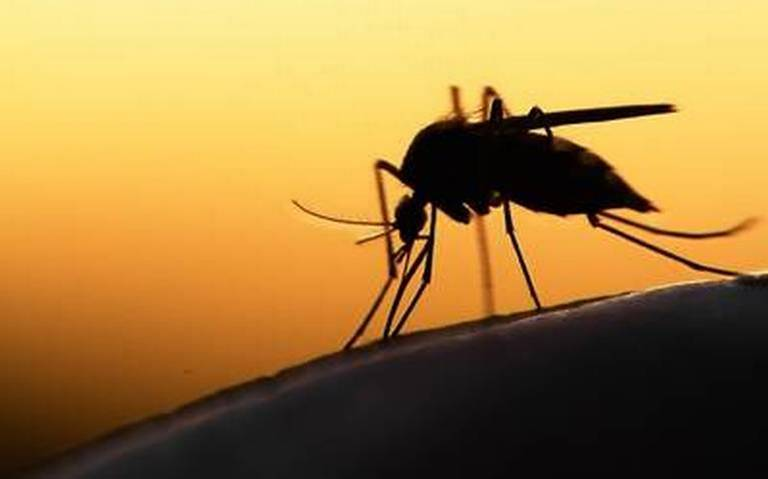 ¿Qué es la malaria y cómo prevenirla? Detectan caso en Coahuila