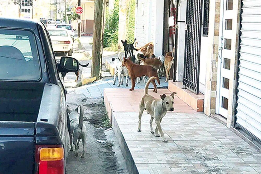 Se reduce presencia de perros callejeros