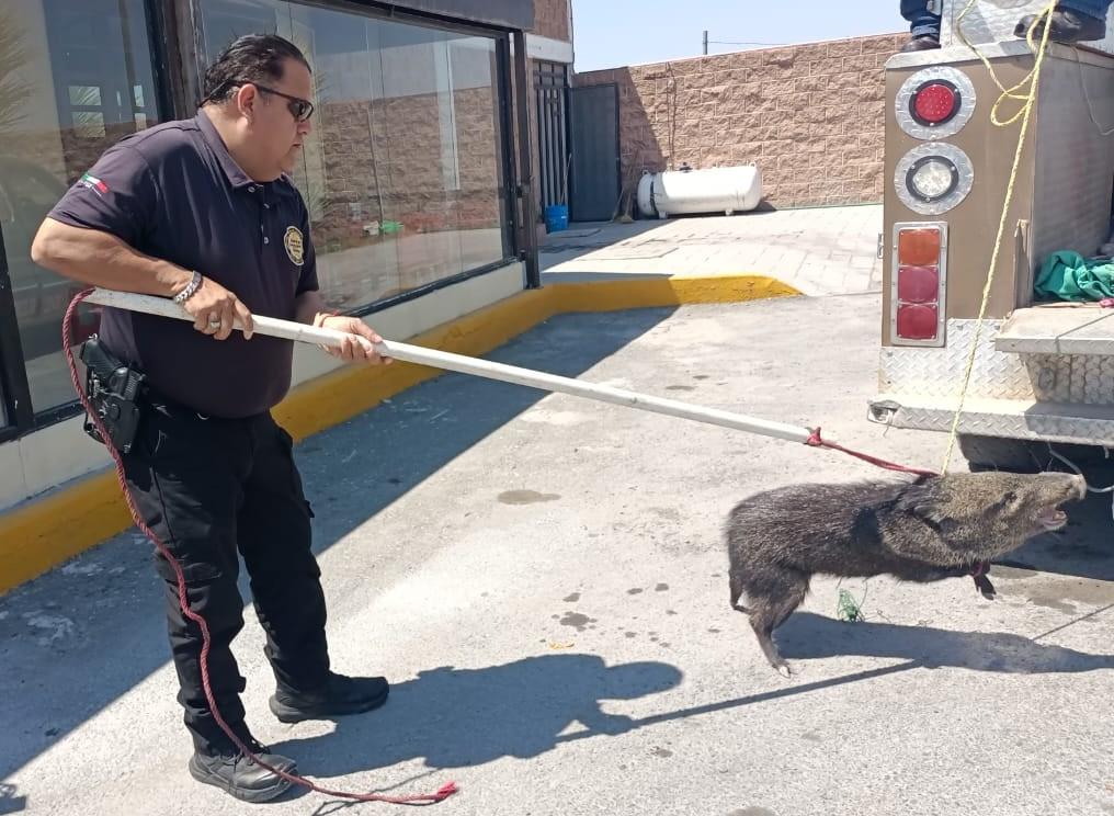 Se da festín un jabalí en restaurant de Castaños