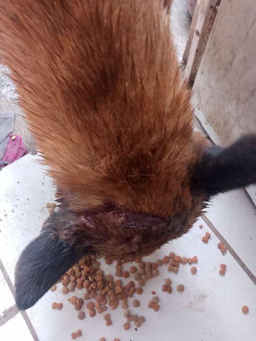 Hieren a mascota con un machete