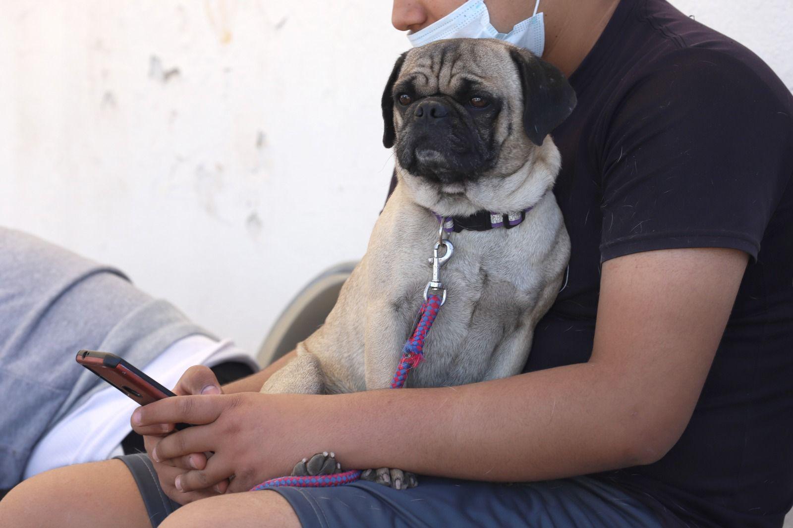 Invitan a esterilización de mascotas a bajo costo