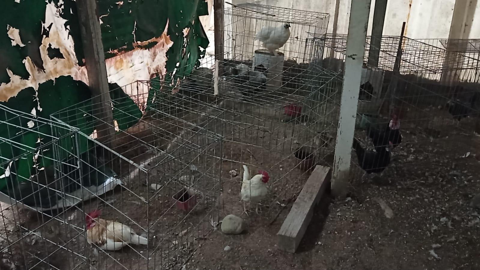 Dormitan aves en el aviario infantil… y cantan los gallos