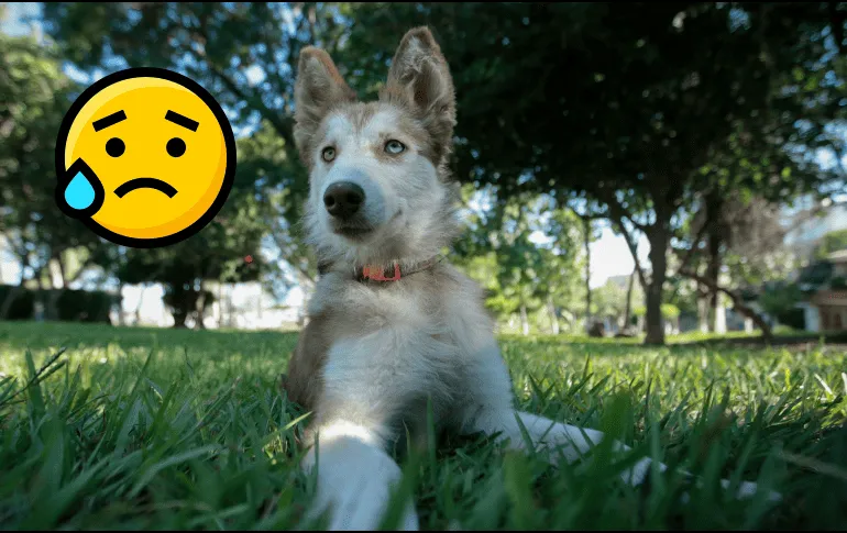 ¿Cómo cuidar a un perro ansioso?