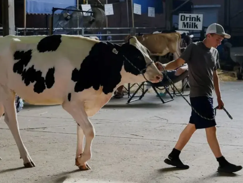 EU detecta primer caso humano de gripe aviar transmitido por leche de vaca