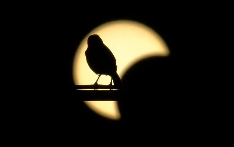¿Cuándo será el próximo eclipse solar que podrá verse en México?