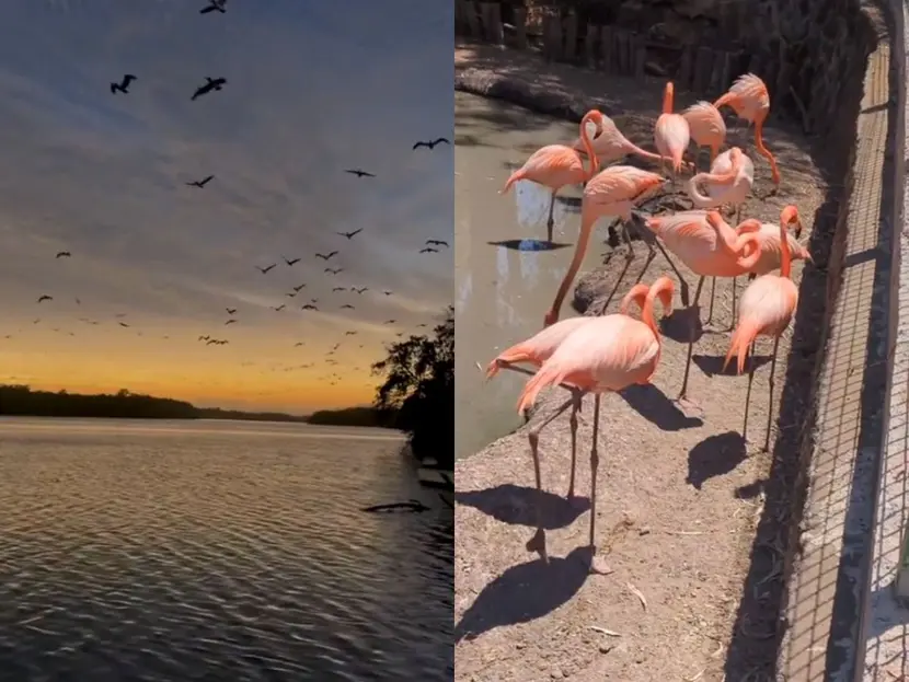 Así reaccionaron los animales al eclipse solar 2024 ¿por qué actuaron así?