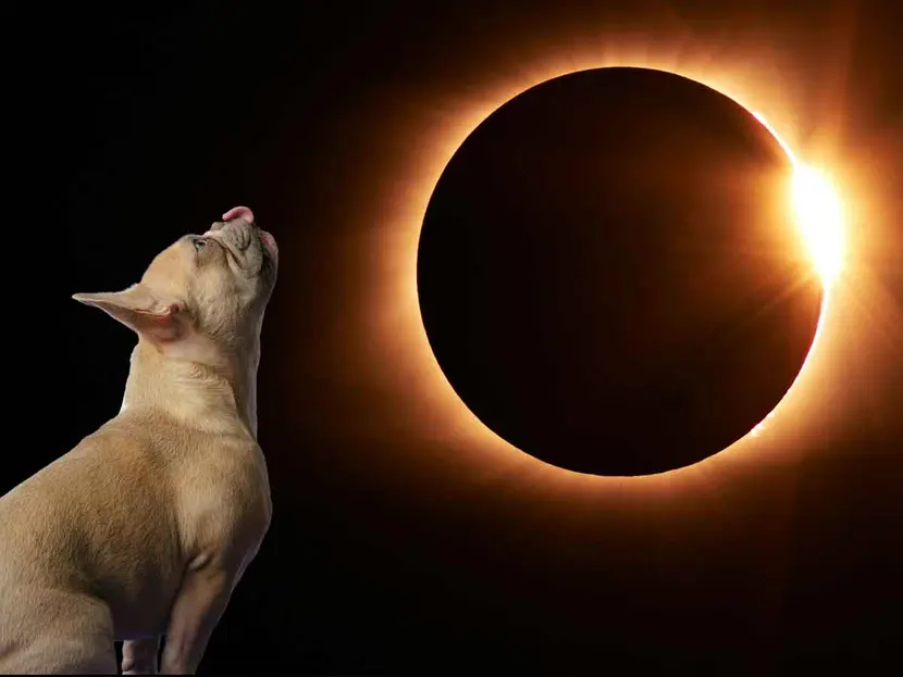 Estos extraños comportamientos podrían tener las mascotas durante el eclipse
