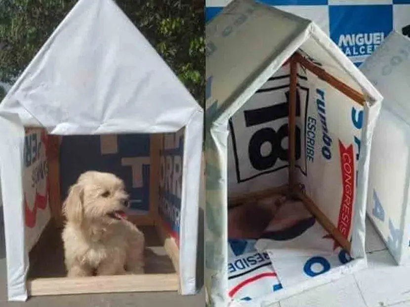 Jóvenes quitan propaganda política y arman casitas para perritos de la calle