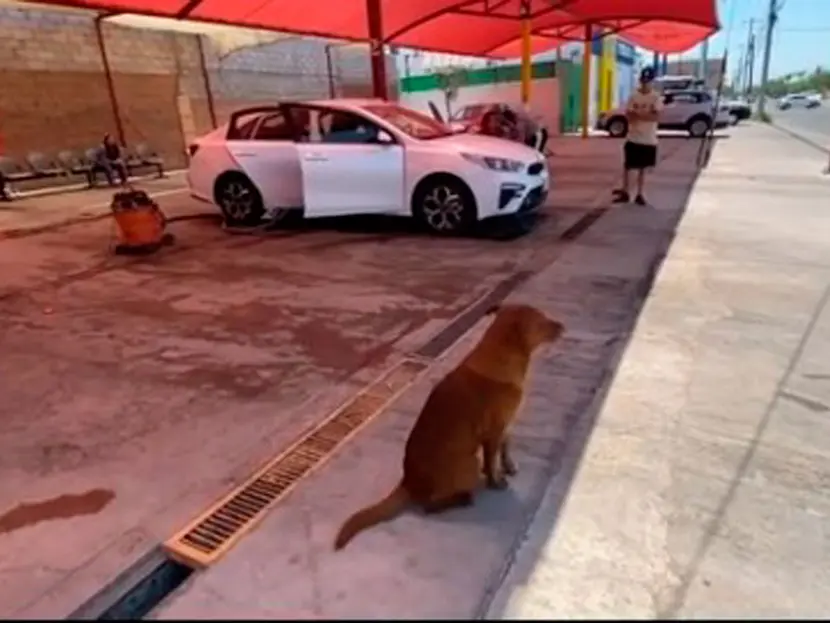 De Cabo a socio de Car Wash, la historia del perro más limpio de Sonora