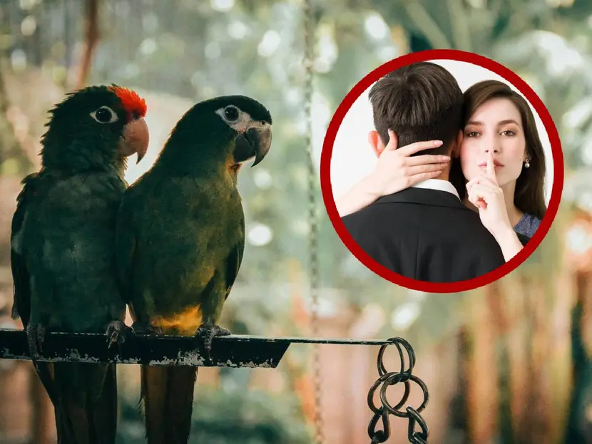 Hombre descubre infidelidad porque sus loros repetían: “Mi marido no está, ven”
