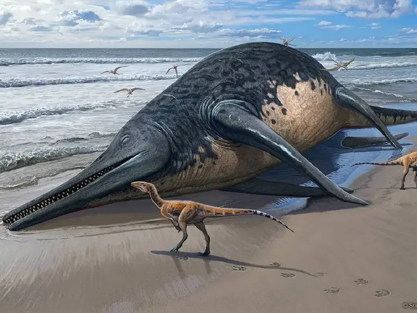 Niña y su padre hallan fósiles de un gigantesco reptil marino en playa de Inglaterra