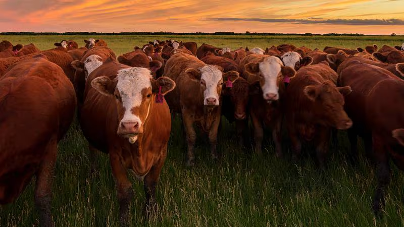 Virus de gripe aviar es detectado en leche de vacas en EU, advierte la OMS